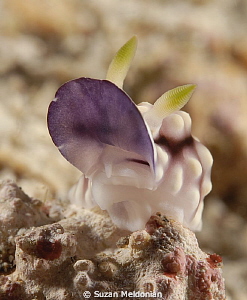 Lip Service, Chromodoris geometrica by Suzan Meldonian 
